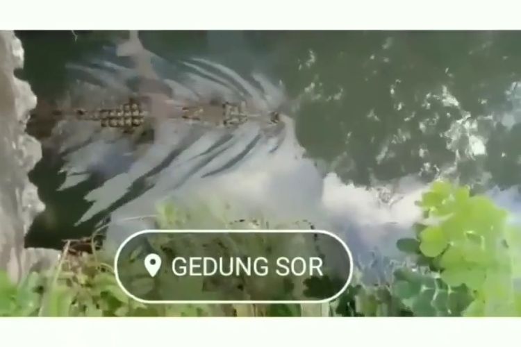 Seekor buaya muncul dari dalam gorong-gorong di sekitar kawasan sarana olah raga (SOR) La Ode Pandu, Kabupaten Muna, Sulawesi Tenggara, viral di media sosial, Rabu (21/9/2022) .