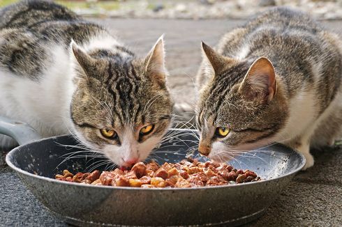 Ketahui, Ini 5 Penyebab Kucing Selalu Lapar