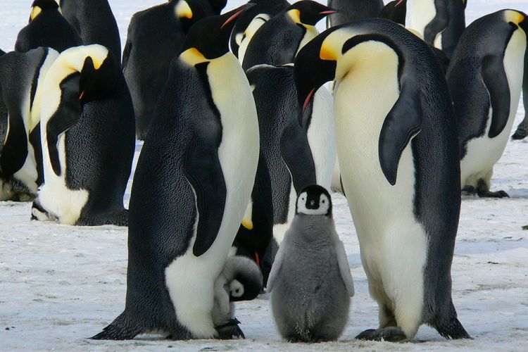 Penguin kaisar menjaga anaknya secara berkelompok agar tetap hangat. Salah satu spesies penguin yang hidup di lingkungan ekstrem yang sangat dingin di Antartika.