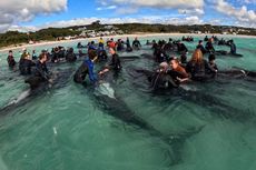 160 Paus Pilot Terdampar di Pantai Australia, 26 Telah Mati