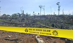 Ada Perusahaan Sawit Diduga Beroperasi di Area Hutan dan Tak Lolos Verifikasi, Sertifikasi Dipertanyakan