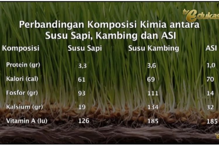 Tangkapan layar Belajar dari Rumah TVRI SMA 3 Juni 2020: perbandingan komposisi kimia antara susu sapi, susu kambing dan ASI.