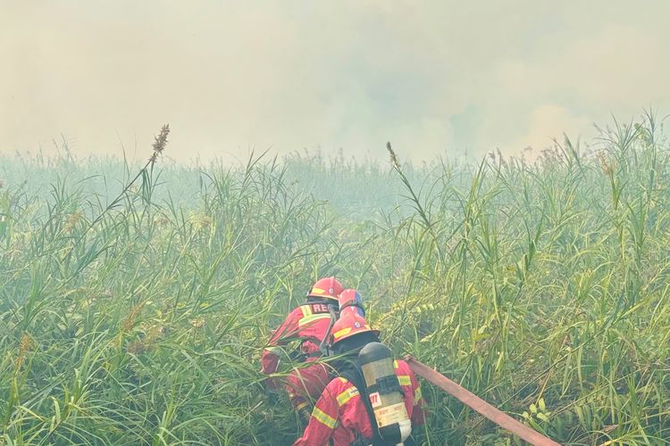 Kebakaran Hutan di Kalimantan, Polisi Amankan Sejumlah Orang yang Diduga Terlibat