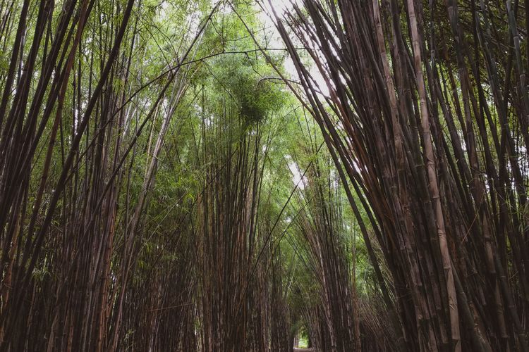 Bulu dalam bahasa Ambon adalah Bambu.