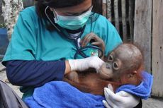 Tak Sanggup Beri Makan, Delly Serahkan Orangutan ke BKSDA