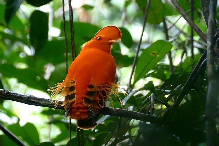 Guianan cock-of-the-rock, hewan endemik Hutan Amazon