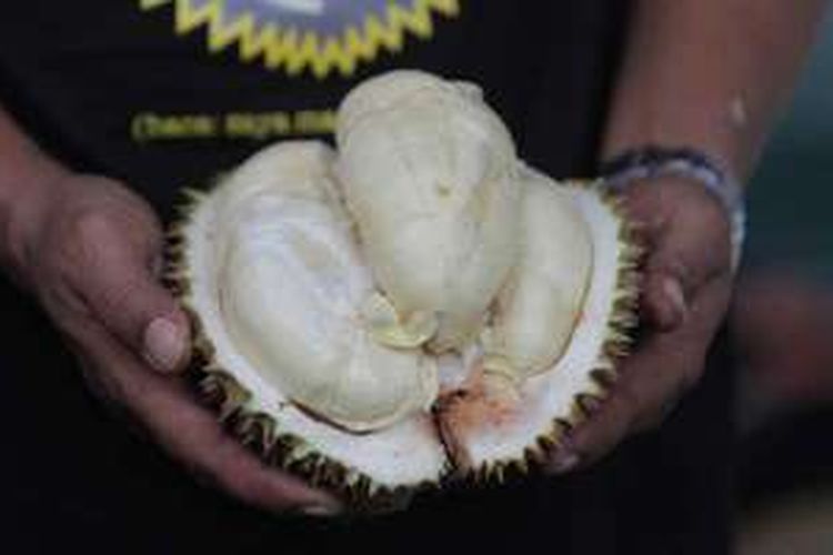 Pengunjung Pesta Durian di pelataran Mal Artha Gading, Jakarta Utara, Minggu (3/4/2016). Panitia menyediakan berbagai jenis durian unggul dari 14 daerah di Indonesia.