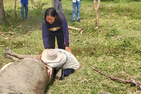 [POPULER NUSANTARA] 9 Kerbau Hilang Dicuri, Pemilik Histeris| Wakil Wali Kota Solo Terpapar Corona