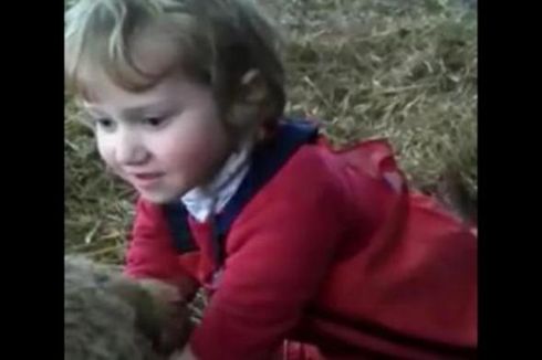 Video Mengagumkan, Bocah 13 Tahun Sendirian Bantu Persalinan Domba 