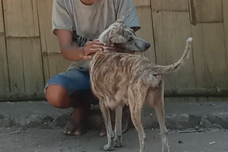 Foto: Seekor anjing betina yang menggigit seorang bocah berinisial YNT (2) asal Dusun Bokang, Desa Lewomada, Kabupaten Sikka sedang bersama pemiliknya.
