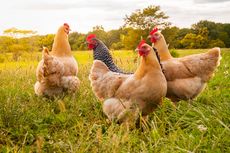 Produksi Surplus Bikin Harga Ayam Tidak Stabil
