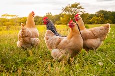 Dari Korsel hingga Jepang, Mengapa Flu Burung Kembali Mewabah?