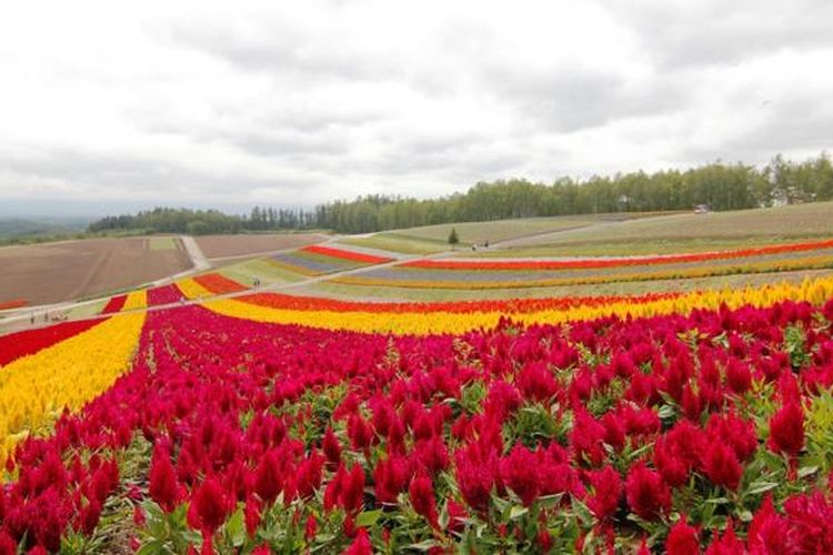 Kebun bunga Shikisai-no-Oka di Hokkaido, memiliki puluhan koleksi bunga yang mekar selama musim panas.
