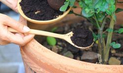 Manfaat Ampas Kopi, Bisa Jadi Pupuk dan Penghilang Bau Tak Sedap