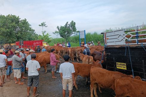 Keluh Kesah Pedagang Sapi di Malang Jelang Idul Adha: Pembeli Sepi, Harga Turun