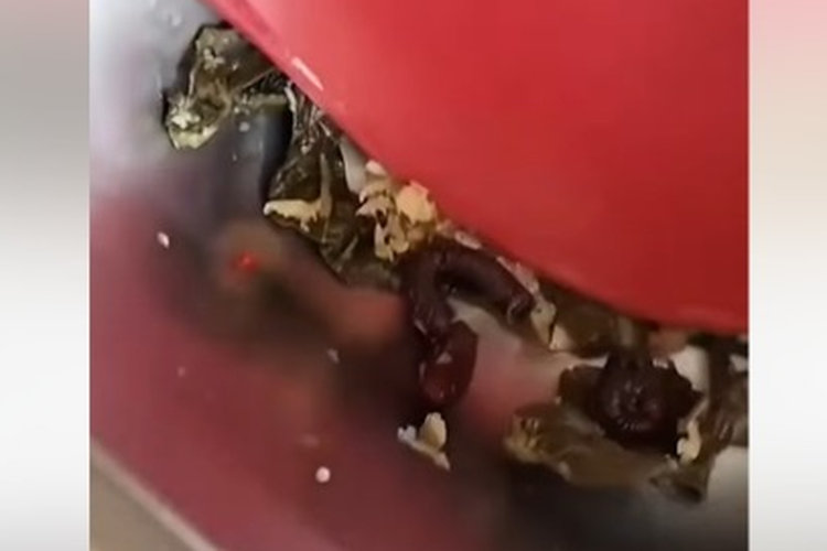 Ada Hewan Kaki Seribu Matang di Menu MBG Pasangkayu Sulbar, Korwil: Sering Ada di Dinding Dapur