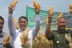 Pemberdayaan Petani Jagung Makin Perlu