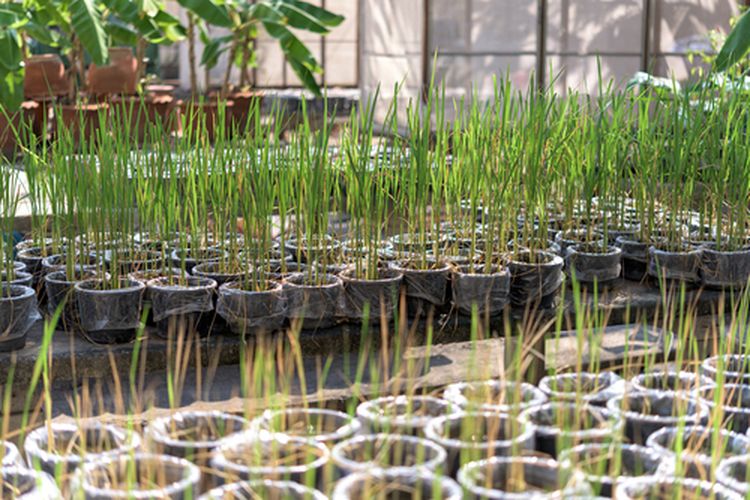 Ilustrasi budidaya padi dalam pot