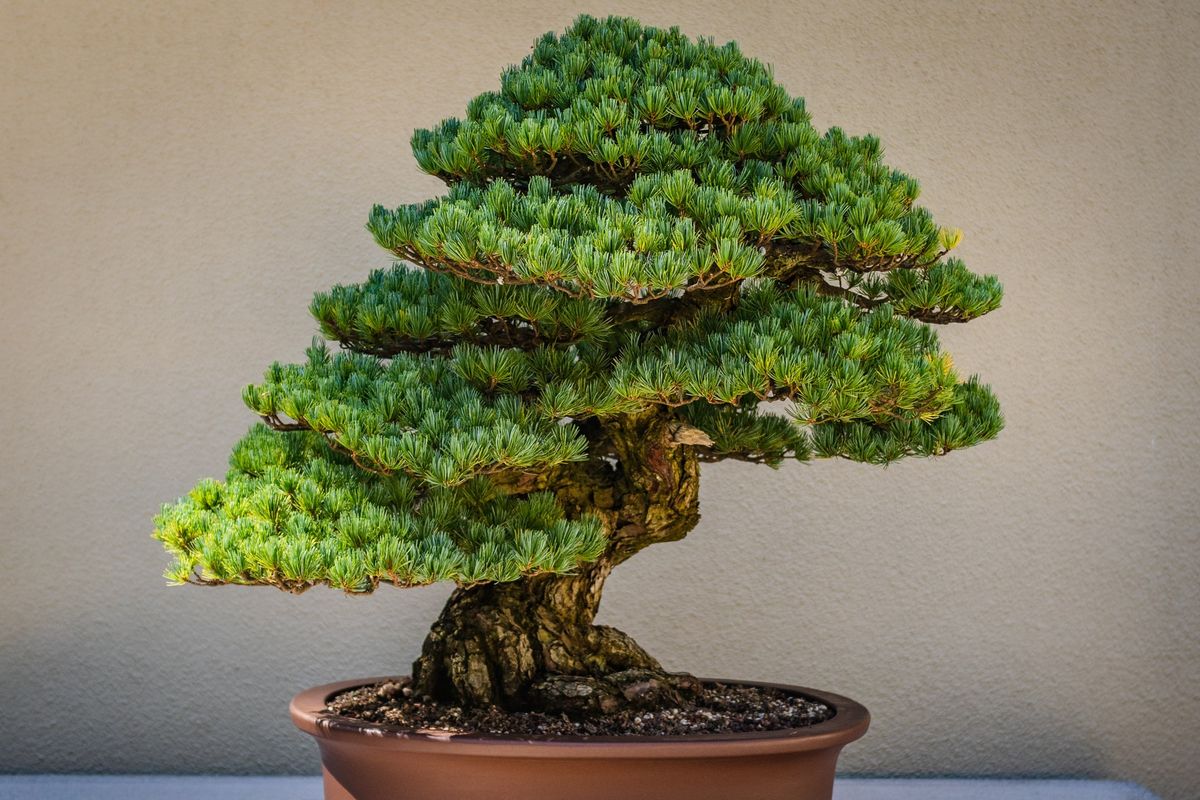 Ilustrasi tanaman bonsai.