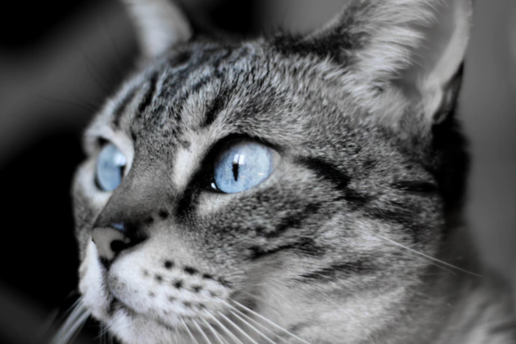 Ilustrasi mata kucing berselaput, tanda ada masalah kesehatan.