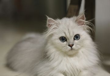 Benarkah Semua Kucing Putih Bermata Biru Tuli? Ini Faktanya