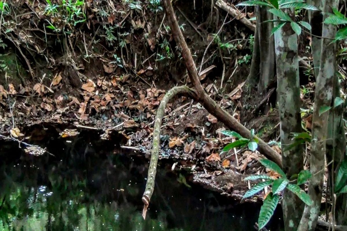 Habitas jenis Kayu Bajakah di Hutan Kalimantan Tengah