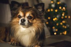 Ketahui, Ini 7 Jenis Anjing Chihuahua yang Bisa Dipelihara