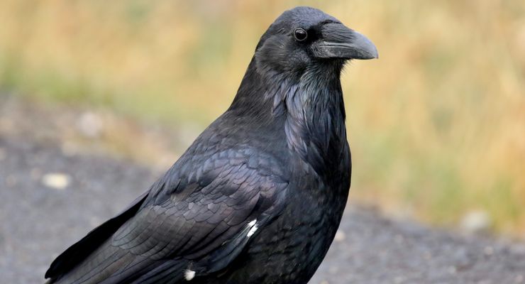 Burung Gagak Ternyata Bisa Mengikuti Perintah Suara Manusia