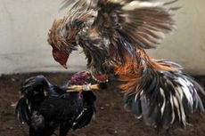 Polisi Gerebek Jaringan Sabung Ayam Terbesar di New York