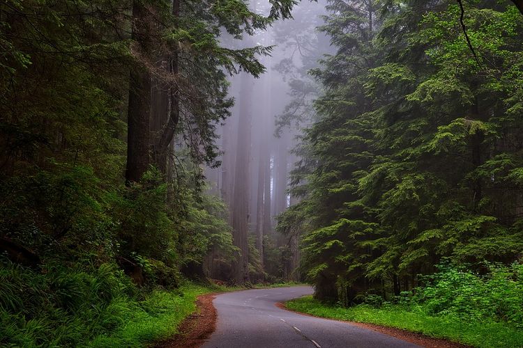 Ilustrasi jalan yang melewati hutan