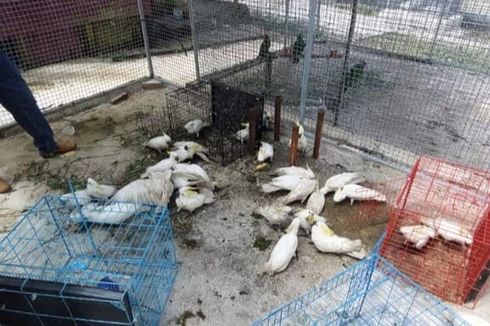 Penyelundupan 91 Ekor Burung Kakatua dan Nuri Keluar Maluku Digagalkan