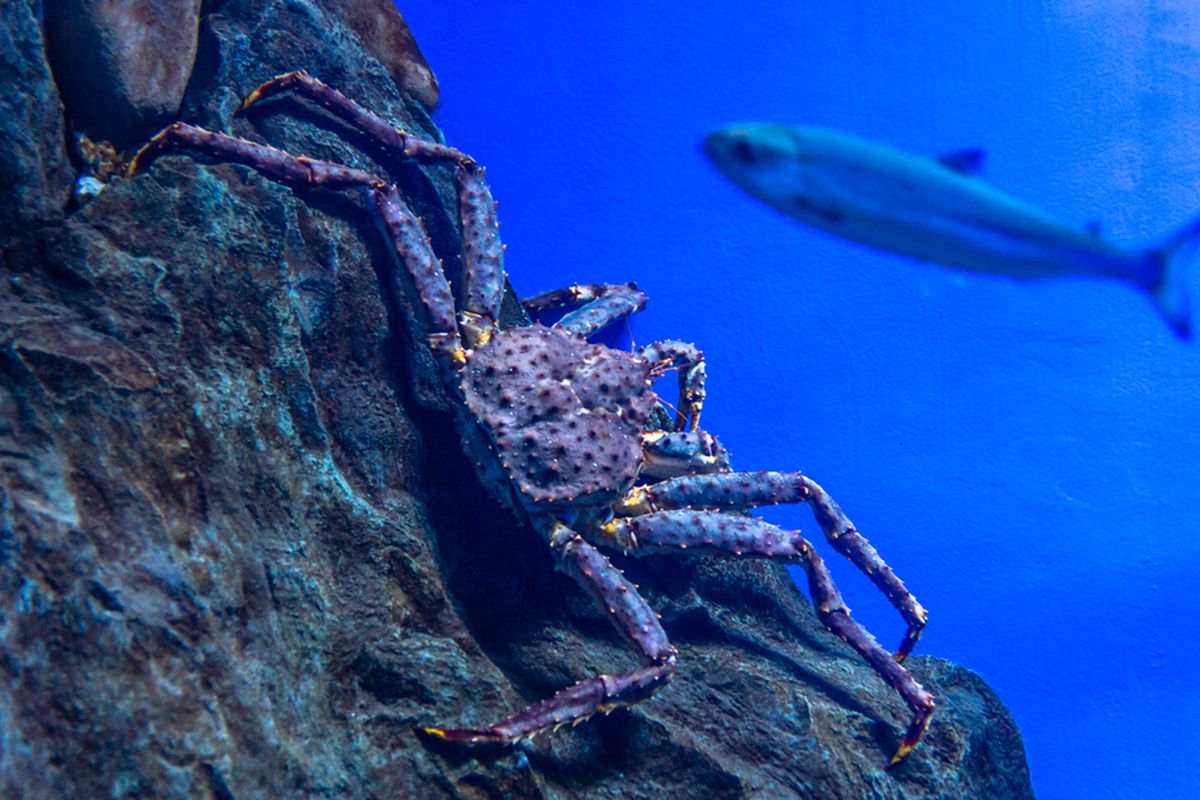 Kepiting Alaska. Miliaran kepiting Alaska menghilang di perairan Laut Bering, Samudra Pasifik, yang diduga akibat perubahan iklim.