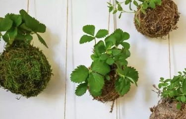 Membuat Kokedama, Seni Merangkai Tanaman Hias ala Jepang