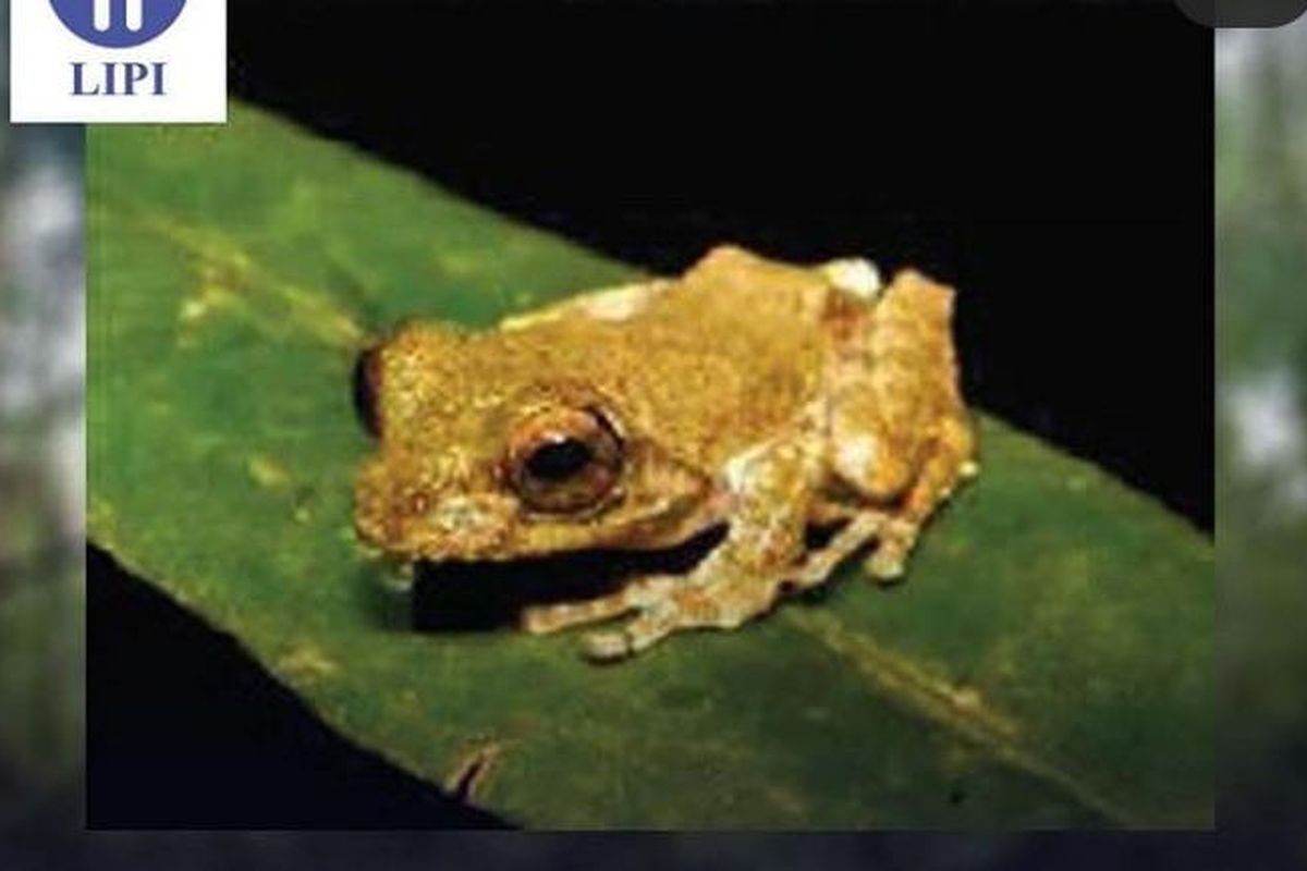 Katak pohon spesies baru dari Kalimantan yang warna tubuhnya menyerupai batang pohon. Katak ini diberi nama katak renda piasak (Kurixalus absconditus).