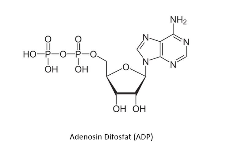 Struktur adenosin difosfat