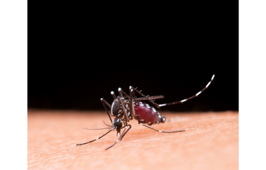 Ilustrasi nyamuk Aedes aegypti. 