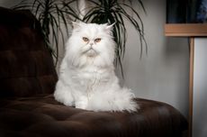 5 Penyebab Kucing Rumahan Bisa Terkena Kutu