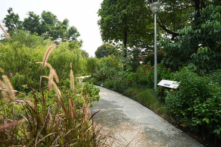 Ilustrasi Taman Sembawang, salah satu taman terapi baru yang ada di Singapura.