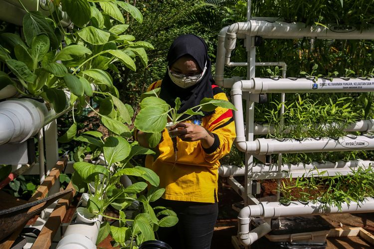 Pekerja memanen tanaman dengan sistem hidroponik di Ruang Publik Terpadu Ramah Anak (RPTRA) Gondangdia, Jakarta Pusat, Jumat (16/10/2020). Pemerintah Provinsi DKI Jakarta melalui Dinas KPKP gencar melakukan program pertanian perkotaan (urban farming) dengan konsep pembudidayaan tanaman sistem hidroponik di kawasan penghijauan gang-gang Jakarta dan area RPTRA.