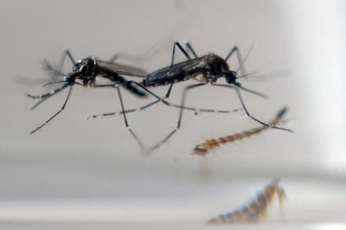 Tiga Warga Kolombia Meninggal akibat Virus Zika