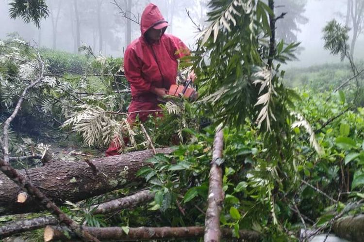 Sebuah pohon jenis silver oak tumbang hingga menimpa 10 orang pemetik teh di Desa Tugu Selatan, Kecamatan Cisarua, Kabupaten Bogor, Jawa Barat pada Minggu (6/12/2020).