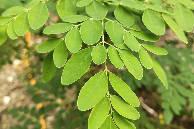 Daun Kelor dan 7 Bahan Alami Lainnya untuk Menurunkan Hipertensi