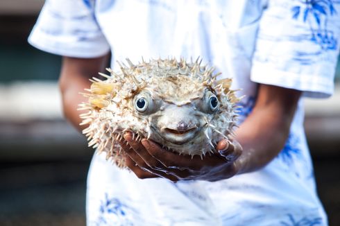 5 Kasus Keracunan Ikan Buntal di Tanah Air, Bocah 1 Tahun hingga Suami Istri Meninggal Jadi Korban