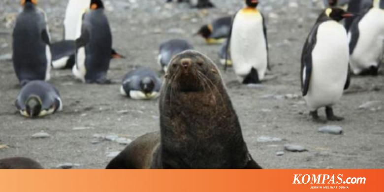 Frustrasi Anjing Laut Di Antartika Kawini Penguin