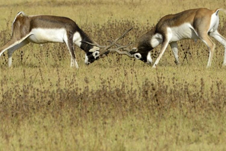 A pair of blackbucks, also known as the Indian antelope tussle in a field at Kadi Taluka, some 30kms. from Ahmedabad on April 20, 2017.  / AFP PHOTO / SAM PANTHAKY