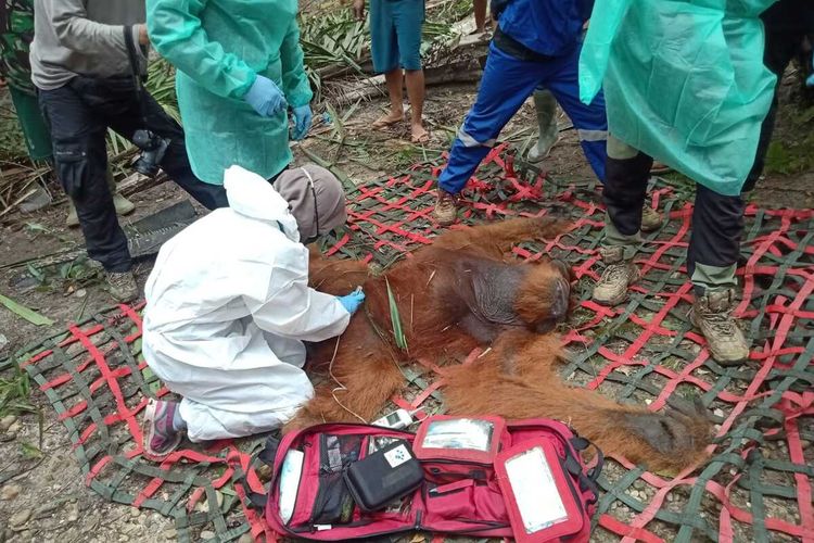 Tim Badan Konservasi Sumber Daya Alam (BKSDA) Provinsi Aceh mengevakuasi orangutan yang terjebak di area perkebunan milik PT PN 1 di Desa Perkebunan Julok Rayeuk Utara Kecamatan Indra Makmur, Kabupaten Aceh Timur, Rabu (18/5/2022)