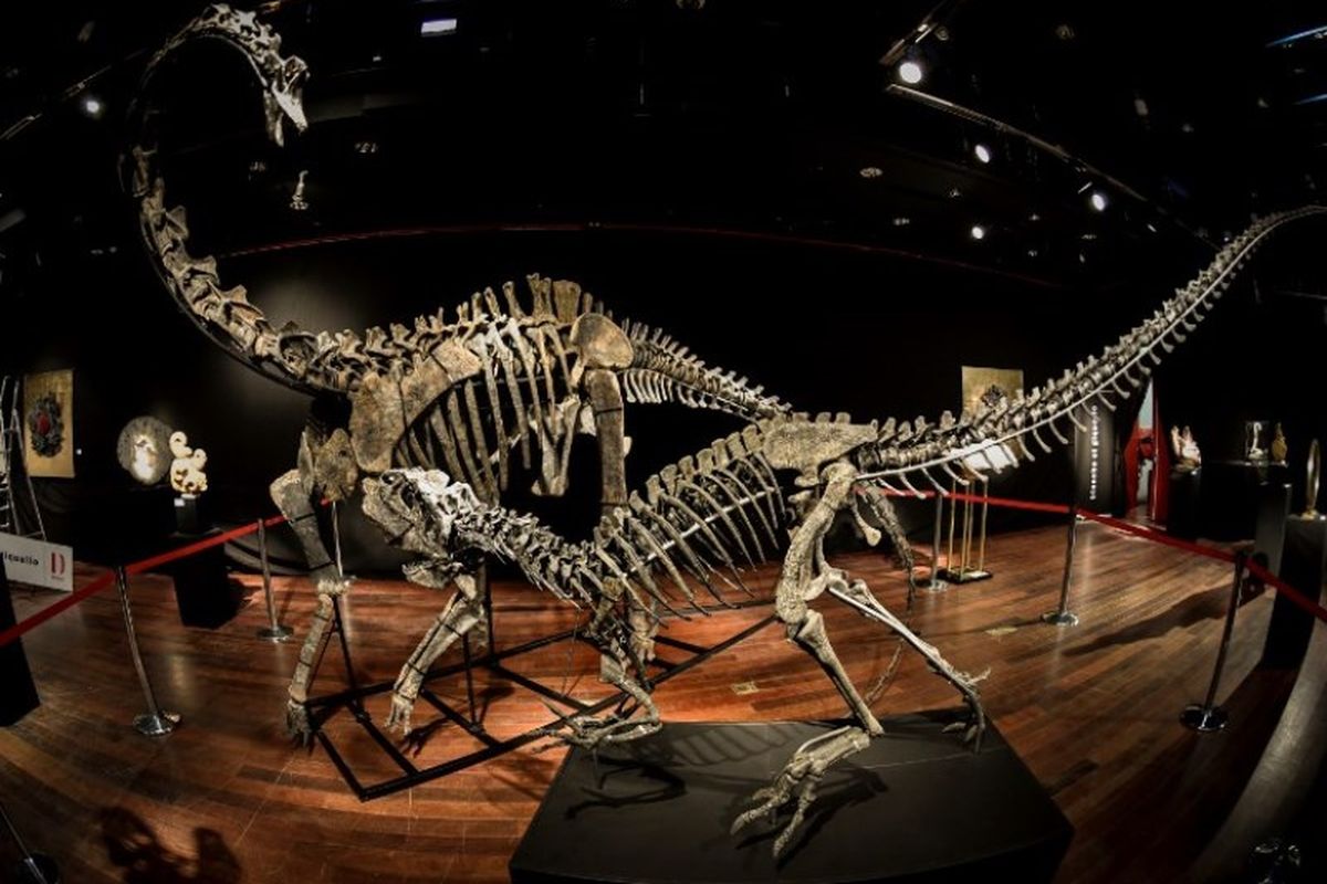 Kerangka dua dinosaurus yang diperkirakan berusia 161 hingga 145 juta tahun, Diplodocus (belakang) dan Allosaurus (depan) dipamerikan pada Jumat (6/4/2018), sebelum mulai dilelang pada Rabu (11/4/2018)di Balai lelang Drouot di Paris, Perancis. (AFP/Stephane De Sakutin)

