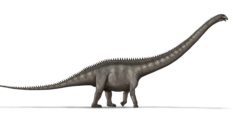 Ilustrasi Supersaurus, berdasarkan sketsa yang digambar oleh Scott Hartman