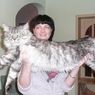 Maine Coon, Ras Kucing Terbesar dengan Kepribadian yang Lembut