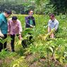 Tergiur Harga Tinggi, 700 Petani di Semarang Beralih Tanam Porang